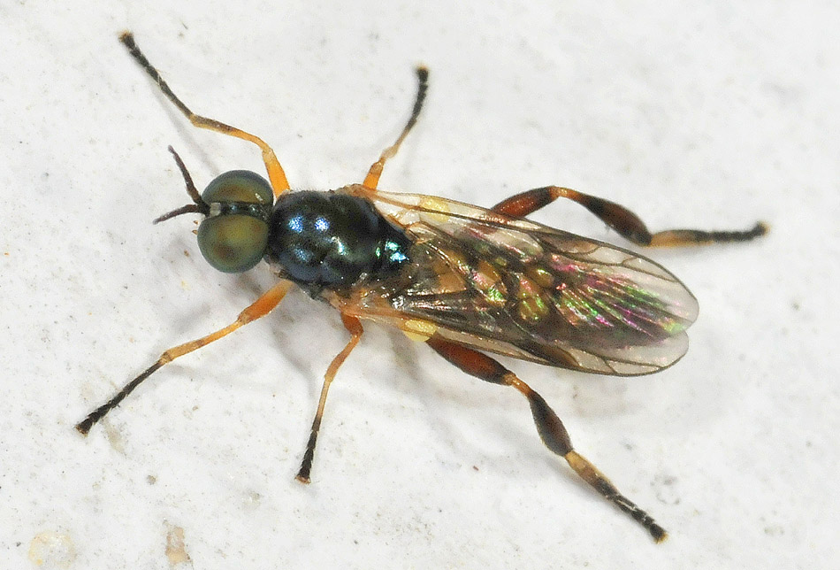 Stratiomyidae: Chorisops nagatomii